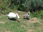 Tai Chi in the Park (August 28, 2010): The greeters at the parking lot north of Shorefront Park were a swan and its juvenile cygnet. As long as we didn't get too close - or, in some cases, as long as the cygnet didn't get too close to us - there was no hissing.