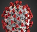 Image of the novel coronavirus.
