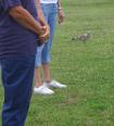 Tai Chi in the Park (September 6, 2008): A handful of people  and other creatures  brave the morning of Hannas Long Island arrival for this years final Tai Chi in the Park gathering.