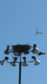 Tai Chi in the Park (August 27, 2016): Throughout the summer, we were graced with the presence of an osprey family. On this particular morning, we were given an air show with the parents apparently teaching their juveniles air combat. Here, an attack of the nest is avoided with a stealthy dive away.
