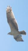 Tai Chi in the Park (August 27, 2016): Capturing the stunning beauty of an osprey in flight.