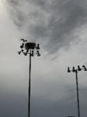 Tai Chi in the Park (June 3, 2017): The osprey are back! The osprey are back! Were not sure if the ribbon this parent is carrying in its talons is part of a rebuilding or a decorating project.