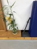 In the Studio (July 1, 2017): A student observed that the blossom and Laoshi Laurince McElroy's practice Dao being side-to-side was "kinda T'ai Chi-ish": soft against hard, peace against combat, natural against forged, etc.