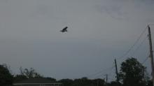 Tai Chi in the Park (August 5, 2017): There was no actual event on this morning due to the rain and the wind; but, as he waited to see if anyone would show, Laoshi Laurince McElroy was treated to quite an air show by a young osprey playing with how to maneuver in such unfriendly flying conditions.
