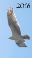 Tai Chi in the Park (August 27, 2016): Capturing the stunning beauty of an osprey in flight.