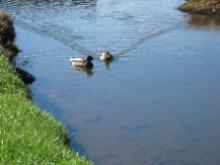 World Tai Chi & Qigong Day  Patchogue (April 25, 2015): There mightve been a nip in the air, but these ducks seemed to think the water was just fine as the event unfolded around them.